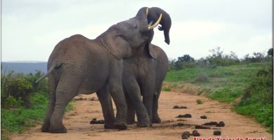 Elefantes en el Parque Nacional de Addo - Guías de Viaje por África de Pumuki