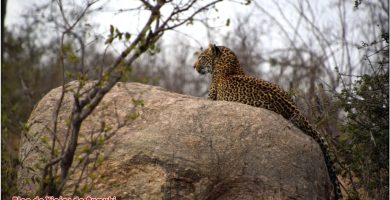 Leopardo en el Parque Nacional Krugger., blog de viajes por SudáfricaSudáfrica