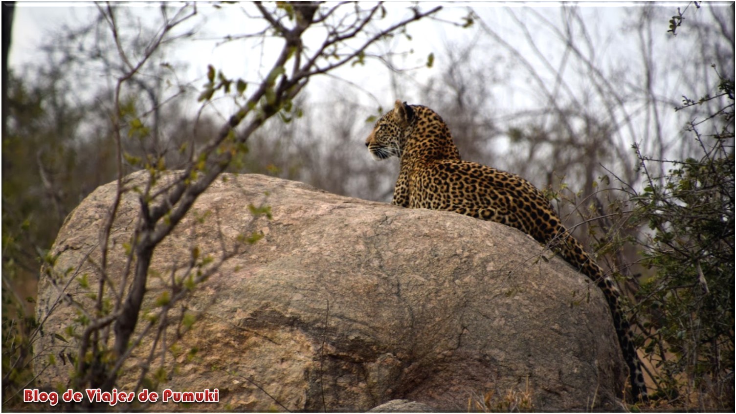 Leopardo en el Parque Kruger