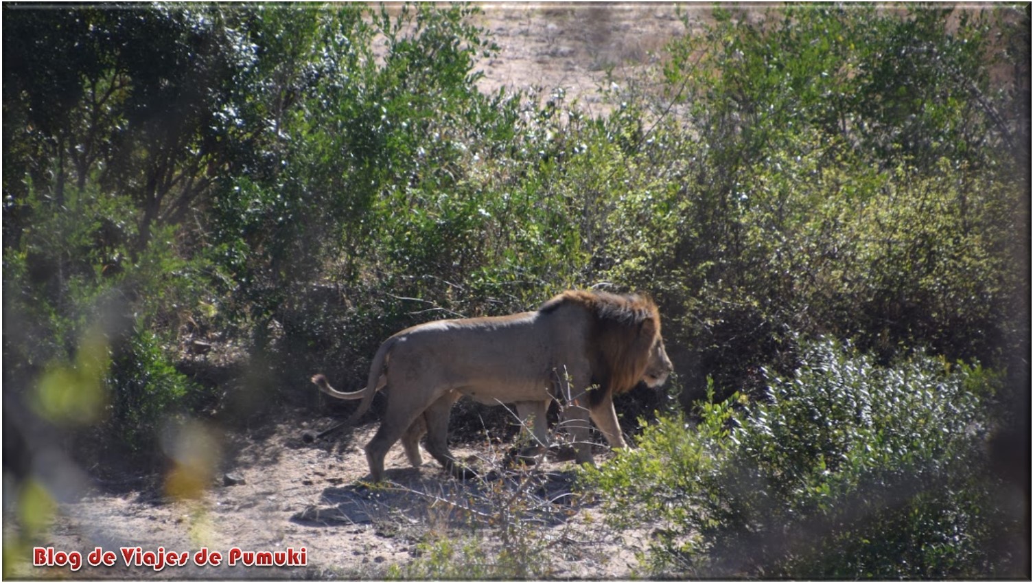 León en el Parque Nacional Krugger, blog de viajes a sudáfrica